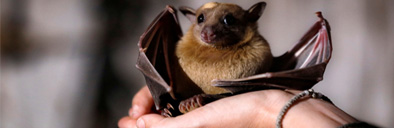منشاء ژنتیکی ویروس کرونا: آیا خفاش ها مقصرند؟